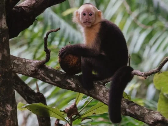 Monkey in the jungle beside Makanas Beach Bungalows in Santa Teresa, Costa Rica
